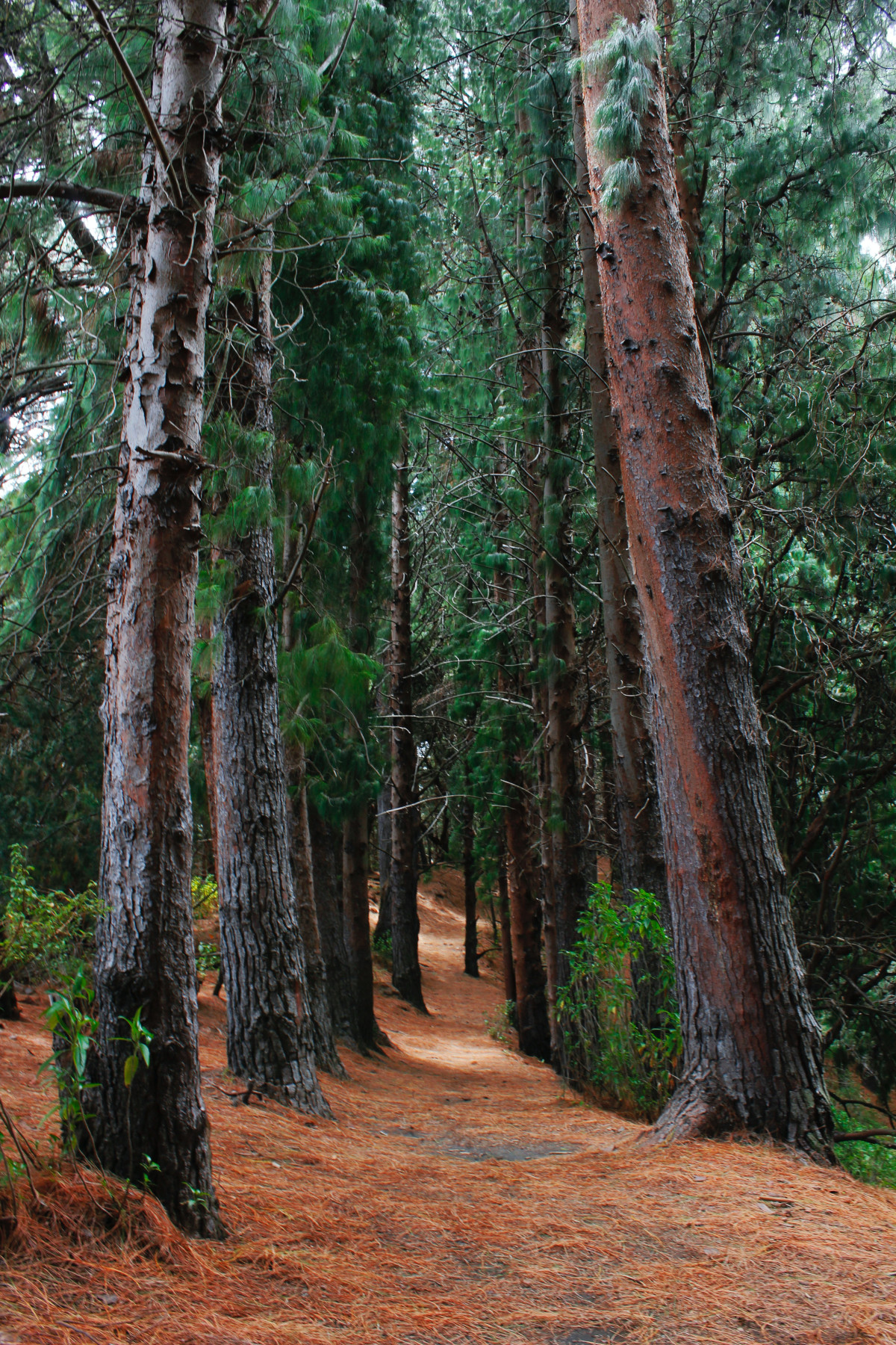 [DRAFT-REAL] Cement Creek Redwood Forest