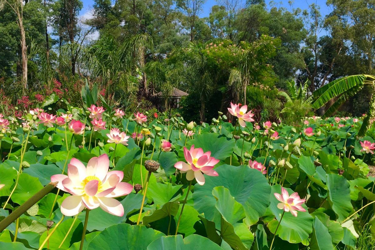 [SAMPLE] Blue Lotus
