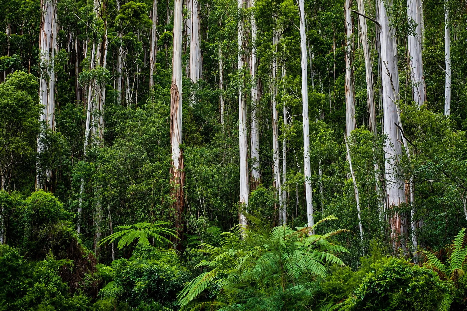 Tall mountain ash trees above a fern-filled forest