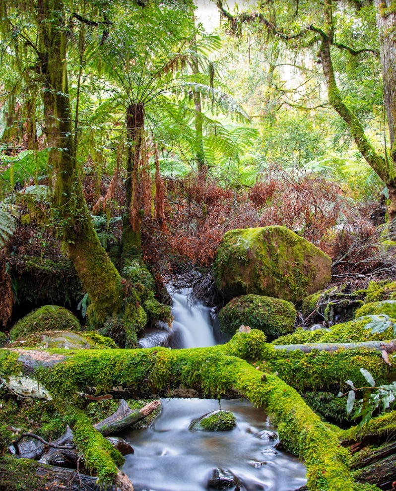 [DRAFT-REAL] Rainforest Gallery