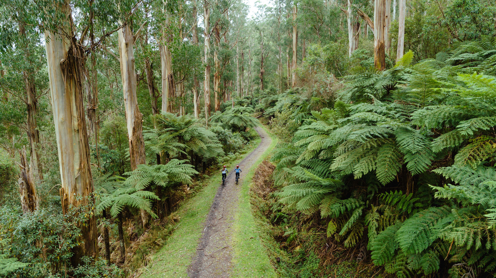O’Shannassy Aqueduct Walk
