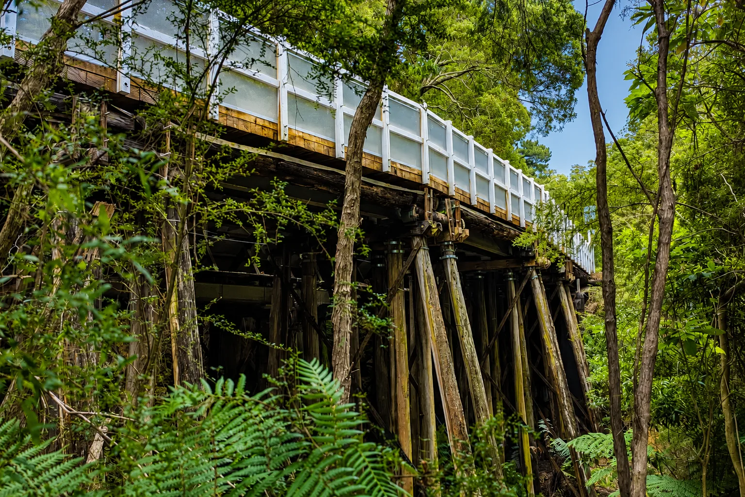 The restored timber trestle of Dee Slip Bridge crossing a fern gully on the O'Shannassy Aqueduct Trail