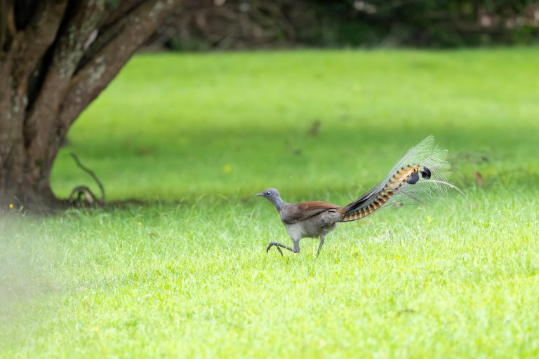 A superb lyrebird mid-stride across a grassy clearing, full tail trailing.