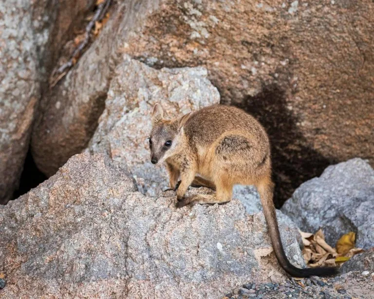 A rock-wallaby among granite boulders