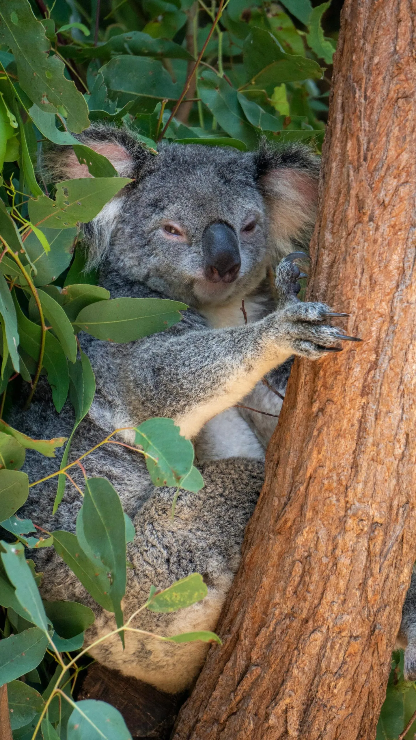 A koala holding onto a tree trunk among gum leaves