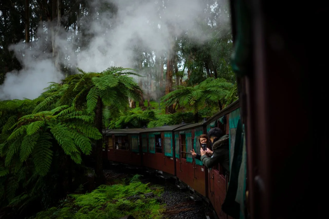 Puffing Billy’s carriages passing through tree ferns in a cloud of steam