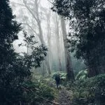 Mt Donna Buang