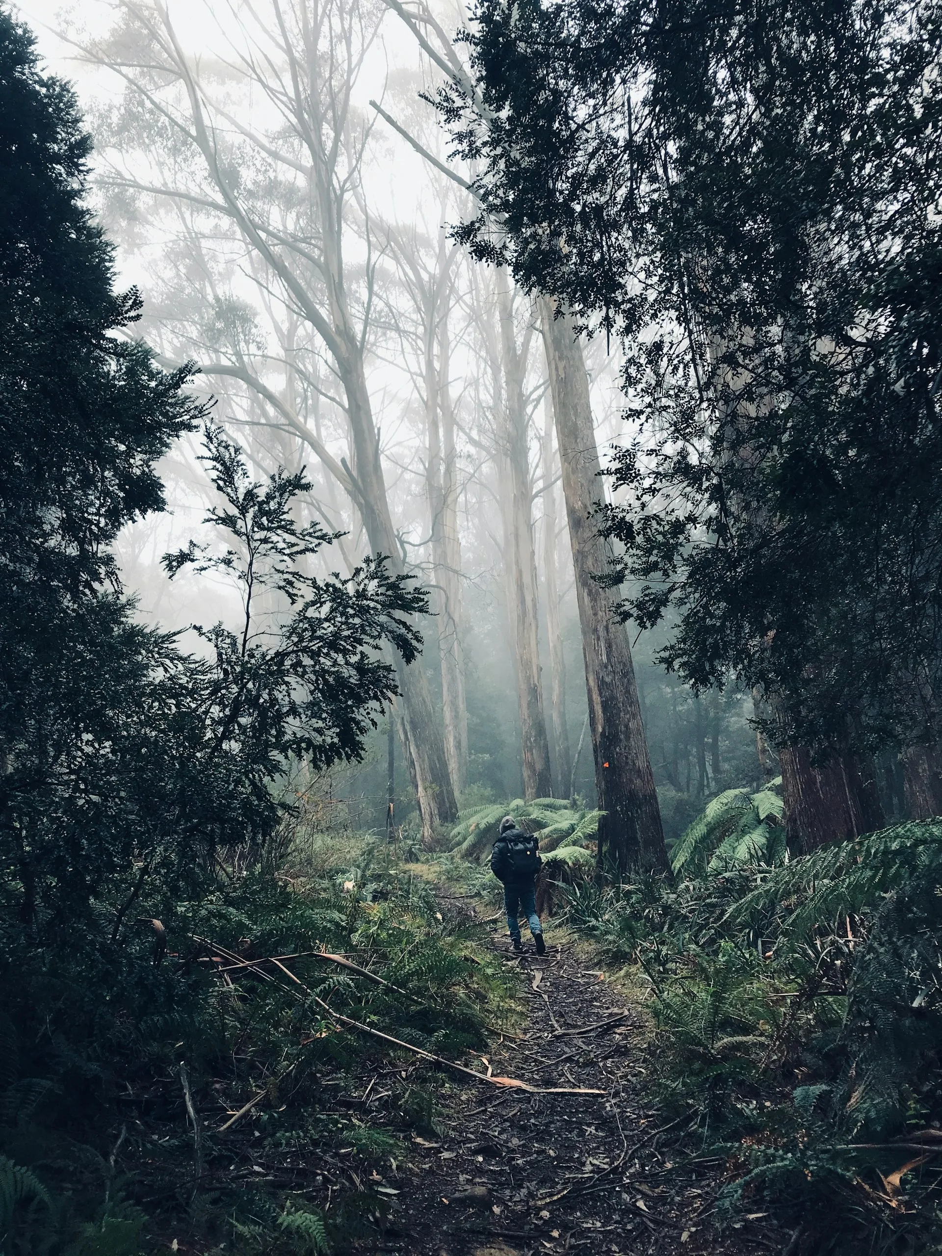 A walker on a misty forest track among tall trees