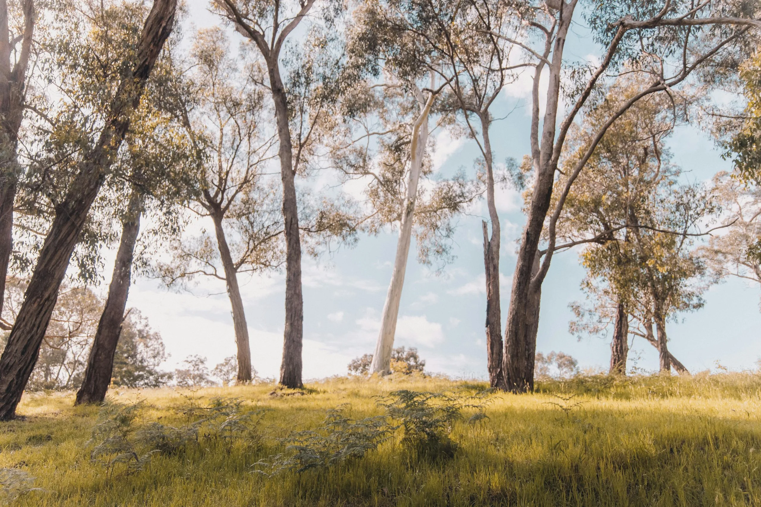Gum trees on a grassy slope under a pale sky