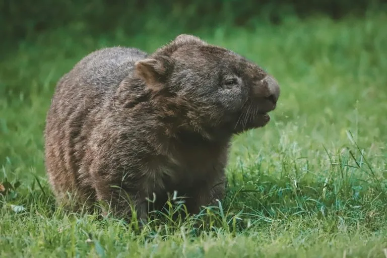 A wombat sitting in green grass