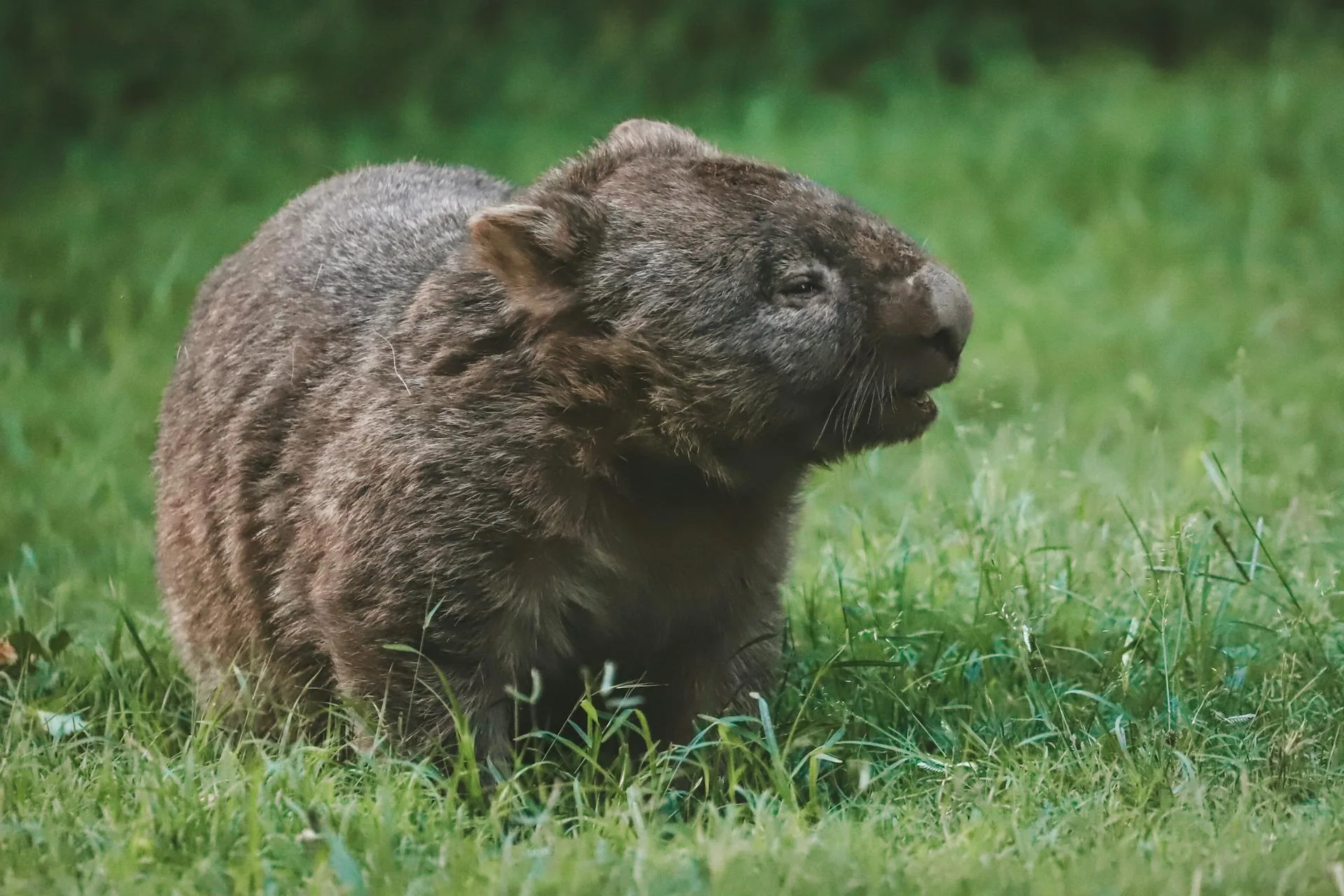 A wombat sitting in green grass