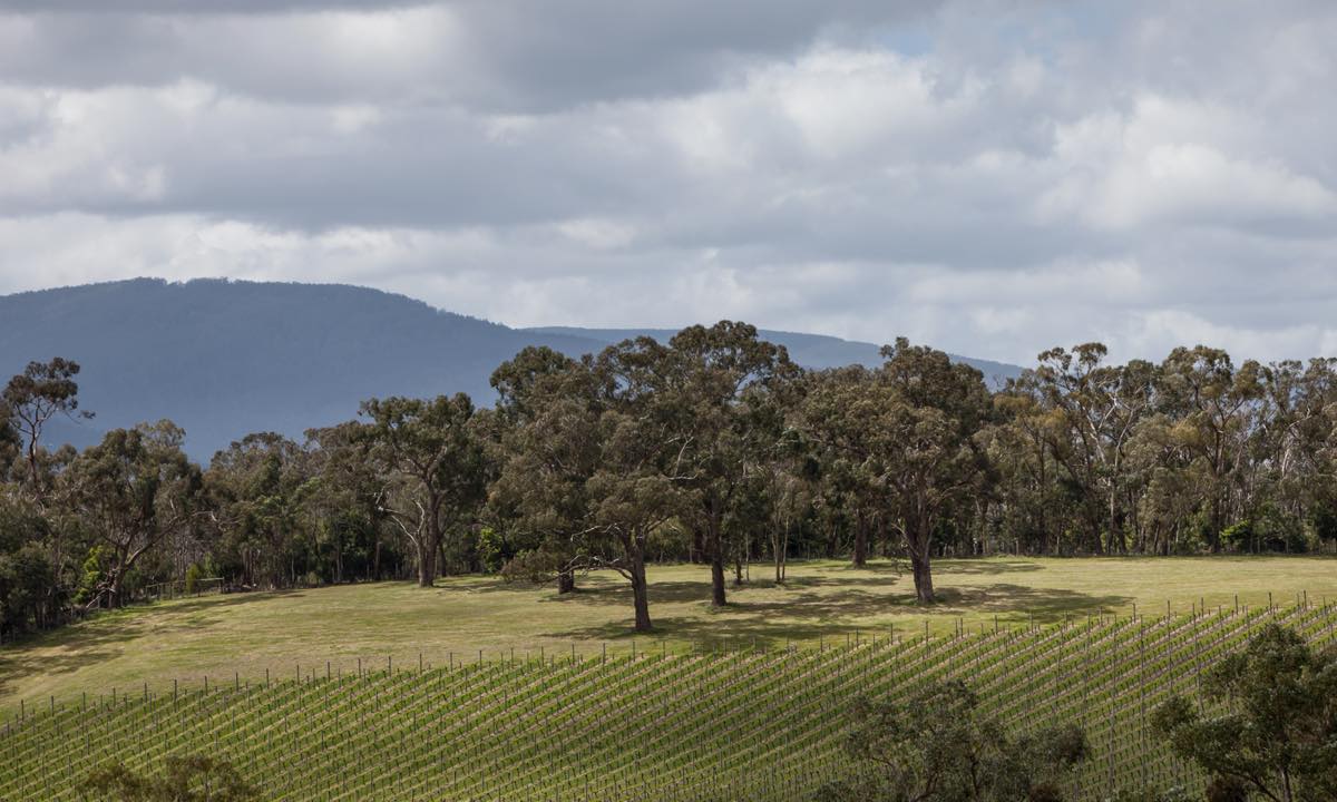 Vineyard rows and gum trees below a hill under cloud