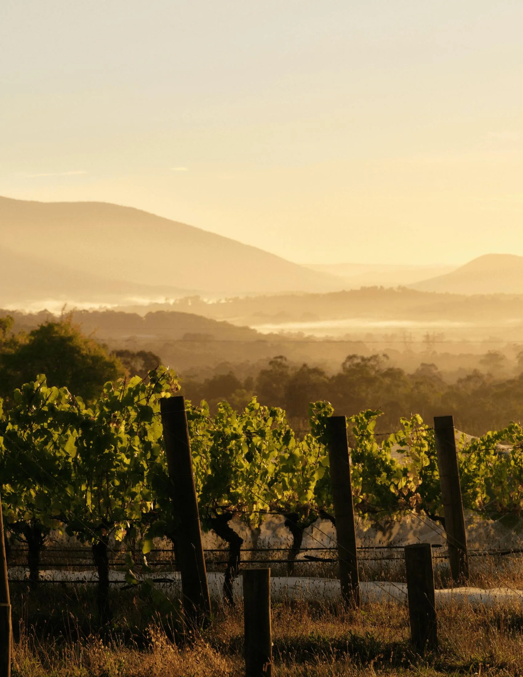 Grapevines at sunrise, with misty hills beyond