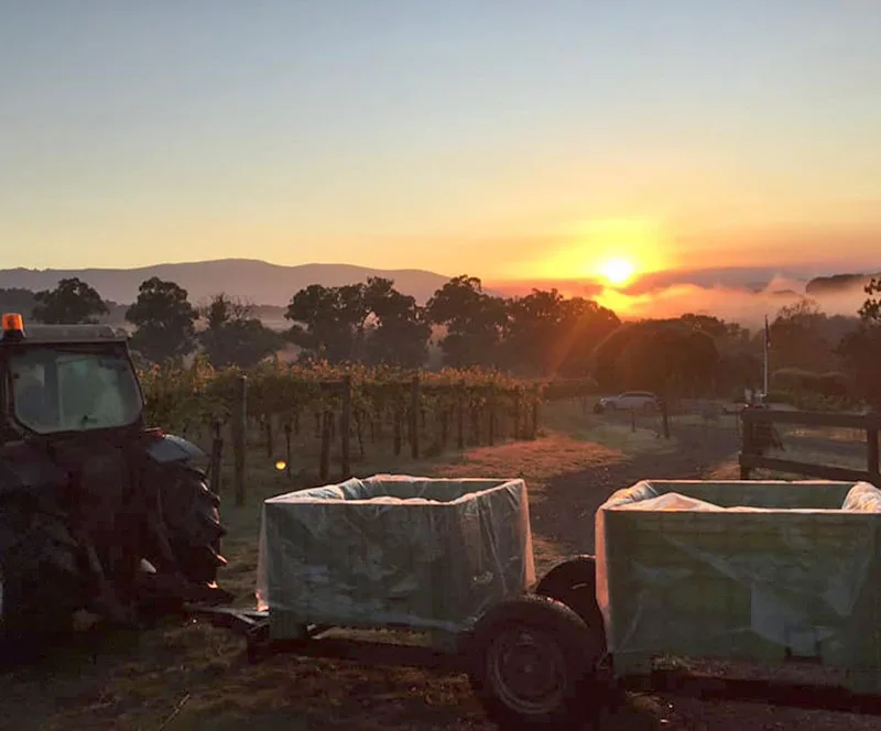 Sunrise over a vineyard, with a tractor and grape bins