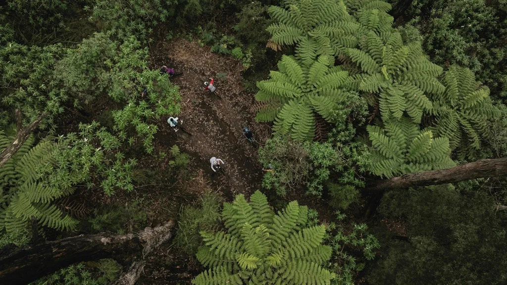 Riders on a trail through tree ferns, seen from above