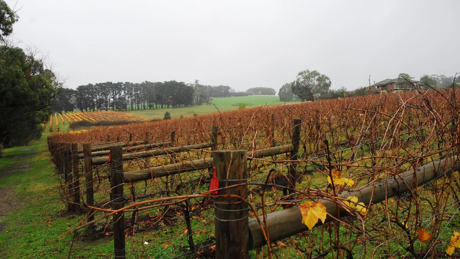 Autumn-coloured vines in a vineyard under a grey sky