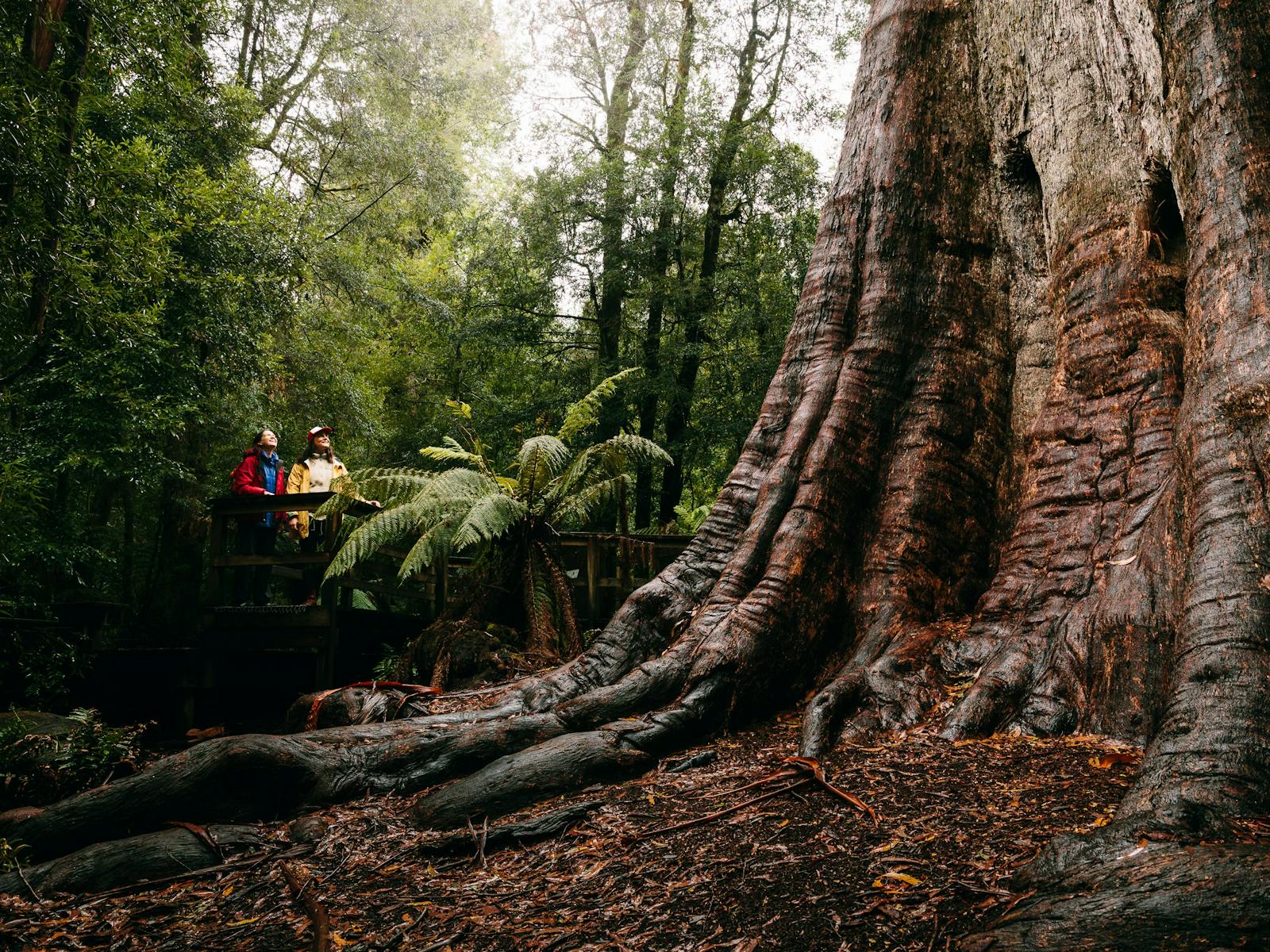 The huge base of the Ada Tree, with visitors on a boardwalk beside it