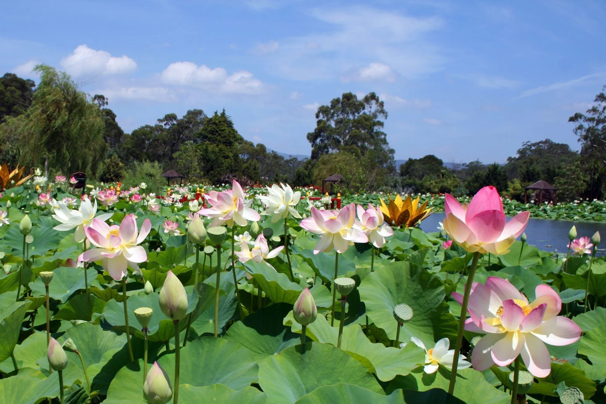 Pink lotus flowers filling a pond under a blue sky